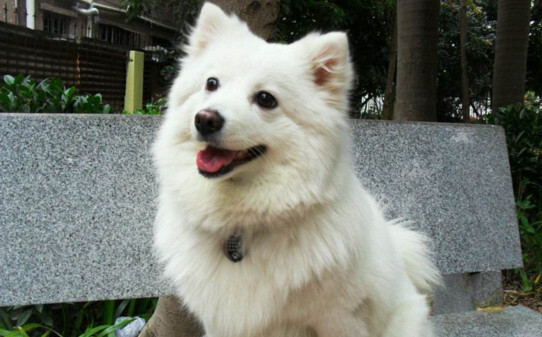 如何养银狐狗-银狐犬怎么训练