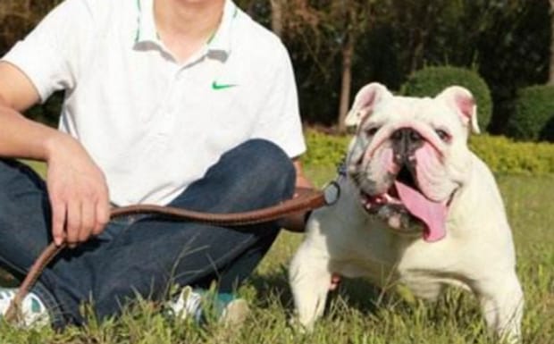 英牛犬如何喂养,英国斗牛犬怎么训练