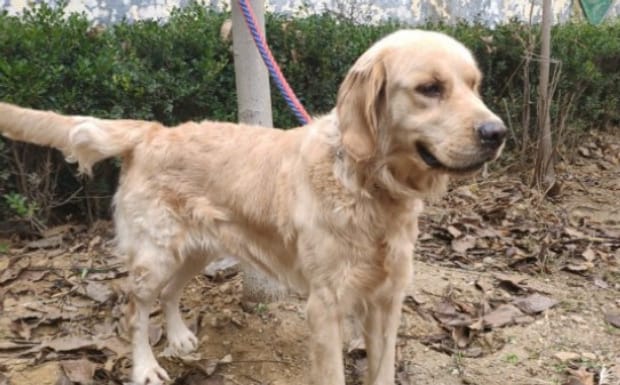 金毛犬训练方法,怎样训练金毛狗