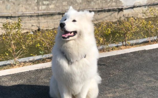 犬瘟20天了能熬过去吗-早中晚期狗瘟的治疗方法