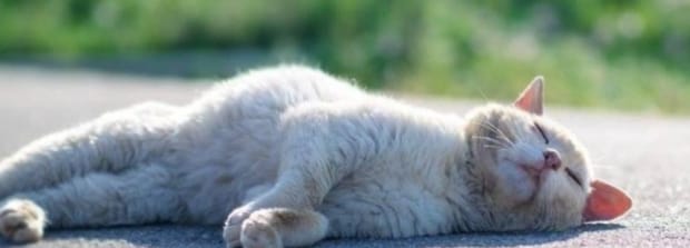 家里为什么不能养香松-香松对猫有影响吗 家里为什么不能养香松-香松对猫有影响吗
