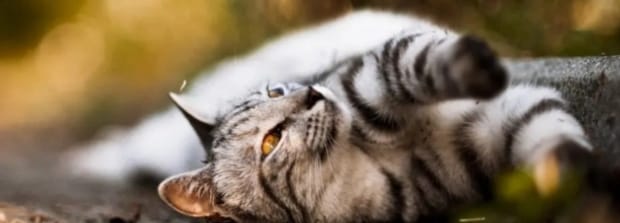 猫咪粘人什么原因,猫咪粘人12种的表现
