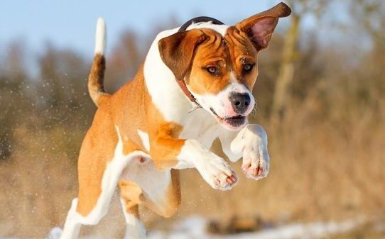 如何教幼犬坐下等待,怎么教狗狗坐下 如何教幼犬坐下等待,怎么教狗狗坐下