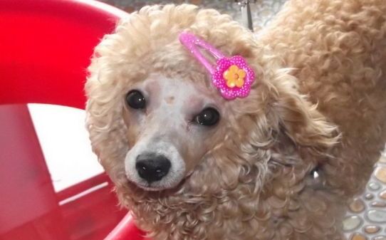 贵宾犬训练方法怎样训练贵宾犬 贵宾犬训练方法怎样训练贵宾犬
