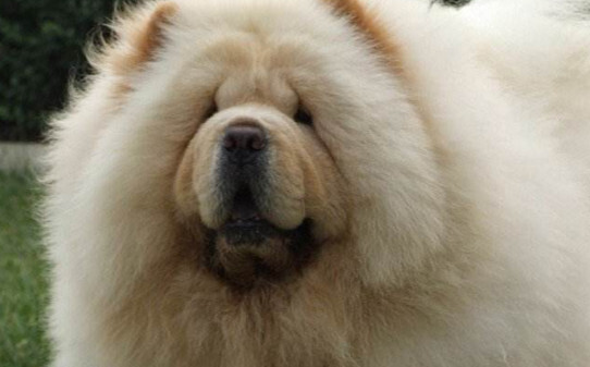 松狮犬怎么训练,训练松狮犬的四个办法