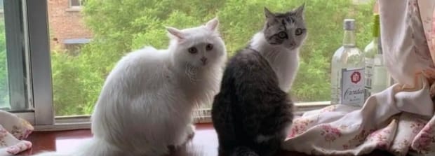 怎样辨别猫的公母,猫雌雄同体怎么回事
