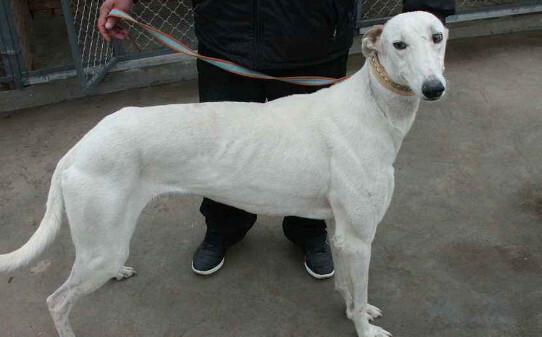 怎样训练灵缇犬,灵缇犬怎么训练 怎样训练灵缇犬,灵缇犬怎么训练