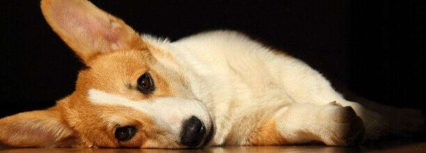 狗狗拉血是怎么回事,狗狗大便带血