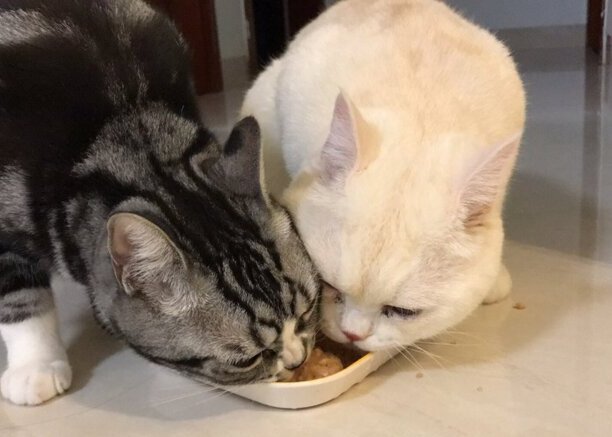 猫吃红薯的正确方法,猫一次可以吃多少红薯