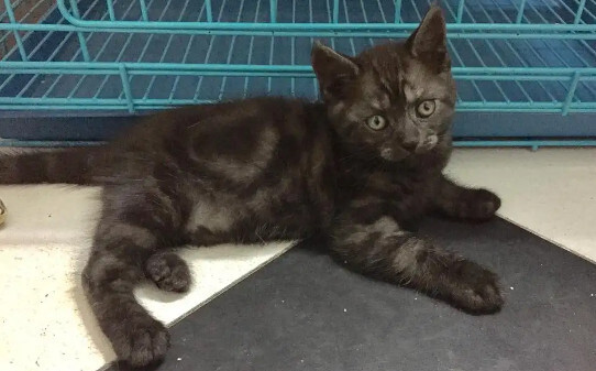 猫咪可以吃蛋糕里的肉松吗,猫能吃肉松吗