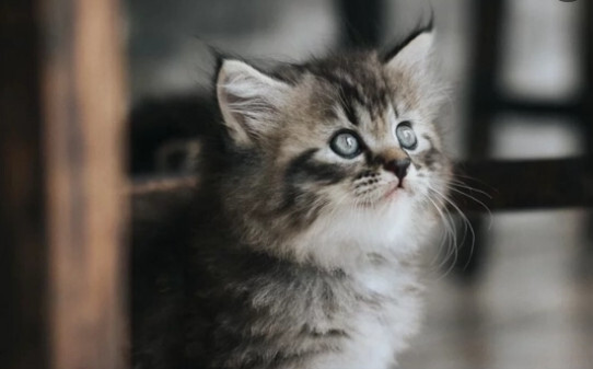 为什么猫喜欢舔自己的手-猫咪爱你的12种表现