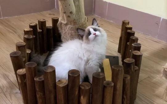 猫咪晚上可以关在笼子里吗-猫晚上睡觉是关在笼子里还是放在外面 猫咪晚上可以关在笼子里吗-猫晚上睡觉是关在笼子里还是放在外面