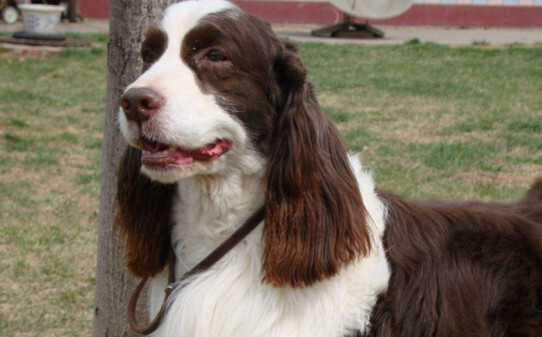 如何训练史宾格犬-史宾格犬训练方法和技巧