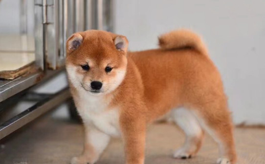 柴犬多大才能变得安静温顺,柴犬要养到多大才听话