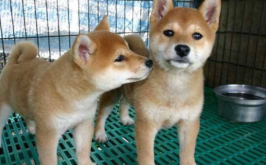 柴犬的六个禁忌-柴犬饲养禁忌
