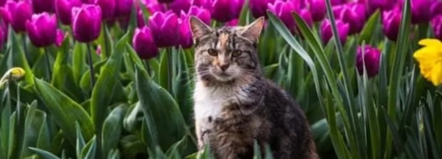 养猫能种郁金香吗,养猫可以养郁金香吗