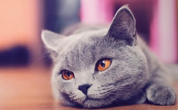 猫为什么惨叫,猫惨叫是怎么回事