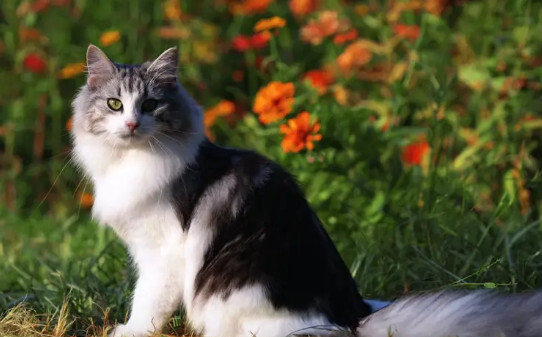 狸花猫在古代叫什么-猫界二哈是哪种猫