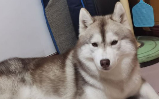 哈士奇成犬一般吃什么,哈士奇吃什么主食