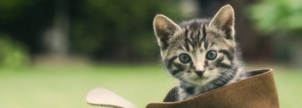 小猫耳朵凉是不是不舒服,猫咪耳朵热正常吗