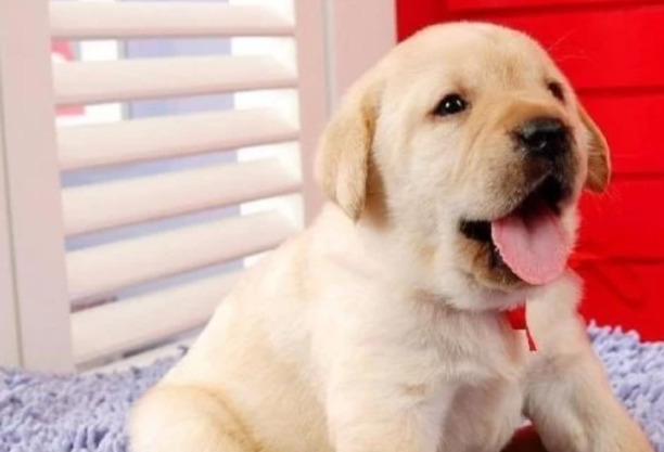 如何训练拉布拉多幼犬