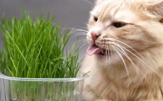 三个月的猫可以玩猫薄荷吗,猫薄荷球可以一直给猫吗