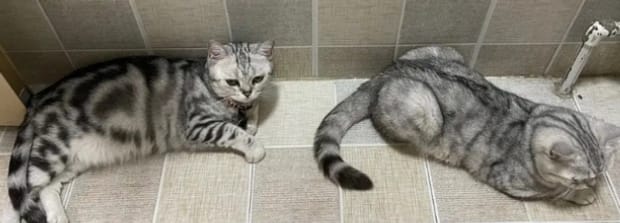 猫咪白天睡觉晚上蹦迪咋办,猫咪晚上闹腾怎么办