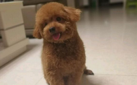 训练泰迪狗大小便如何做,怎么训练泰迪大小便 训练泰迪狗大小便如何做,怎么训练泰迪大小便