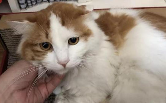 哪些特征代表三花猫漂亮,三花猫漂亮的标准