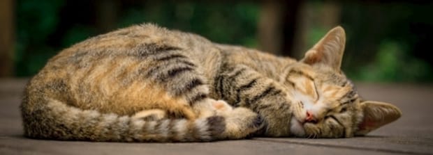 一只猫丢了另一只猫能找到它么-猫丢了会感应主人在找它吗