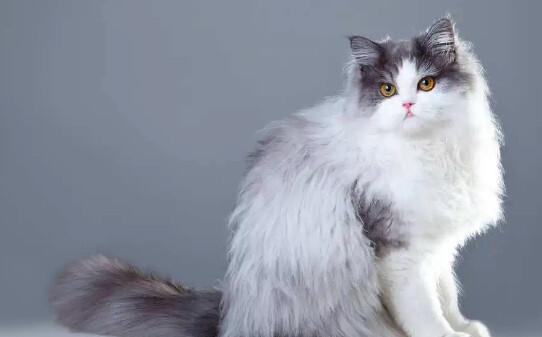 最贵的21种猫排名,五个名贵猫品种