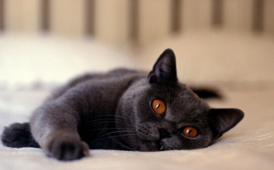 黑色的猫是什么品种-黑煤球猫是什么品种