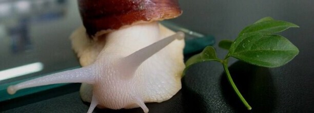 白玉蜗牛作为宠物咋养,白玉蜗牛怎么养 白玉蜗牛作为宠物咋养,白玉蜗牛怎么养