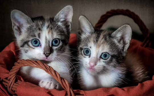 小猫耳朵凉是不是不舒服,猫咪耳朵热正常吗