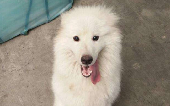 怎么训练萨摩耶犬