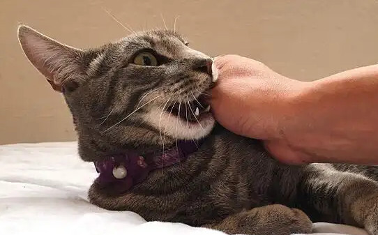 怎样训练猫咪逮猫笼不叫,打完猫咪后如何让它消除恐惧