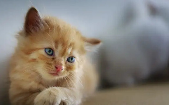 猫咪粘人什么原因,猫咪粘人12种的表现
