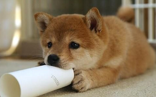 秋田犬训练,秋田犬怎么训练它听话 秋田犬训练,秋田犬怎么训练它听话