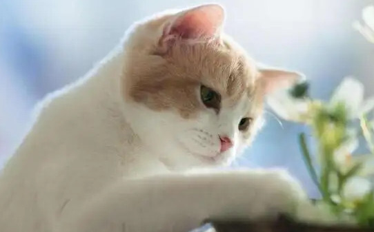 猫咪多远能闻到主人的味道