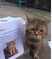 猫咪跑丢了会自己回家吗,小猫丢了自己能回来吗