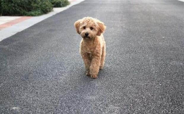 贵宾犬怎么训练大小便-训练贵宾犬大小便的方法