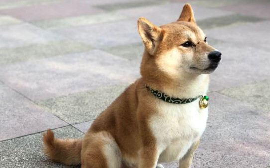 日本豆柴犬怎么样-日本豆柴犬价格一般多少钱