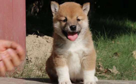 土狗可能会生出宠物狗吗-柴犬可以当土狗养么 土狗可能会生出宠物狗吗-柴犬可以当土狗养么