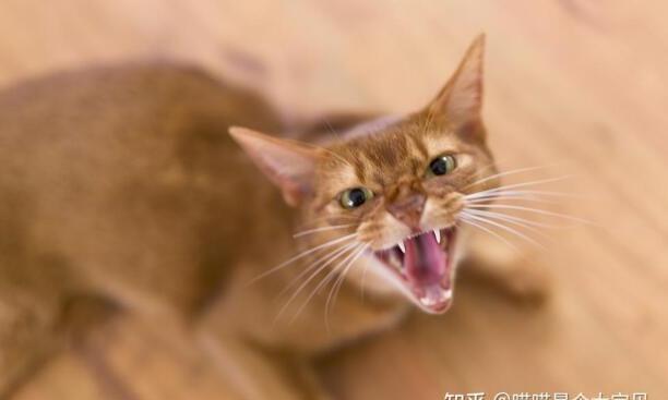 猫咪生气的表现有哪些,猫生气的表现