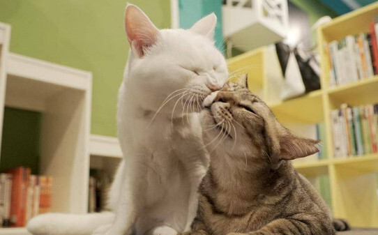 猫咪是独居动物能同时养两只吗-公猫母猫可以一起养吗