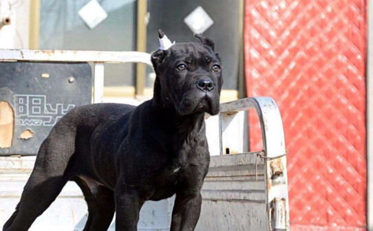卡斯罗犬如何喂养,卡斯罗怎么训练才听话 卡斯罗犬如何喂养,卡斯罗怎么训练才听话