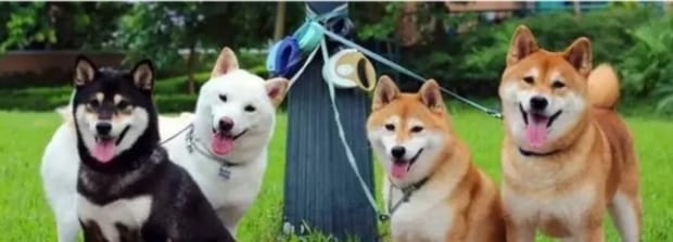 柴犬分几种,柴犬的五个种类 柴犬分几种,柴犬的五个种类
