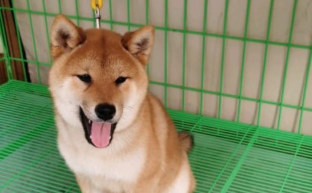 柴犬的性格到底有多固执,不养日本柴犬的理由