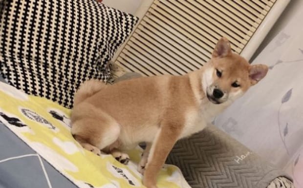 日本豆柴犬怎么样-日本豆柴犬价格一般多少钱
