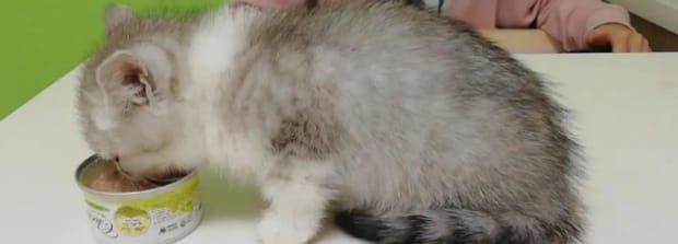 幼猫不吃东西如何办-新来的幼猫不吃东西怎么办